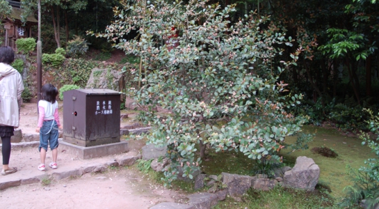 dsc_1009.jpg