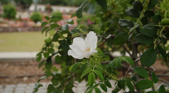dsc_7660.jpg