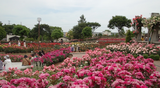 dsc_7733.jpg