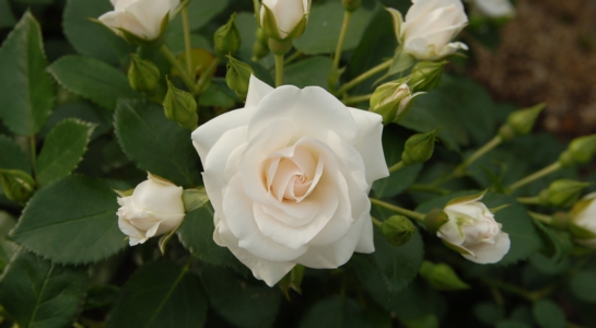 dsc_6859.jpg