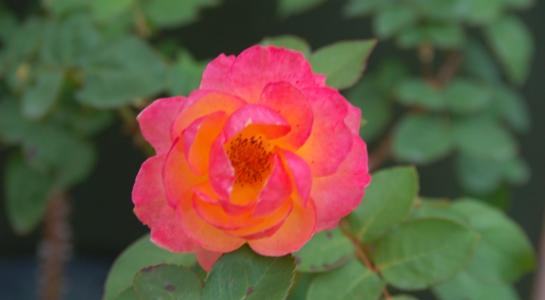 dsc_6393.jpg