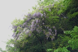 DSC_1068_2.jpg