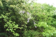 DSC_1066_2.jpg