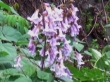 桐の花2010-5-6R0011907mini.jpg