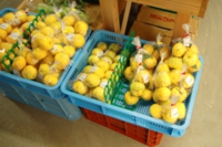 DSC_7439秋美都柚子売店.jpg