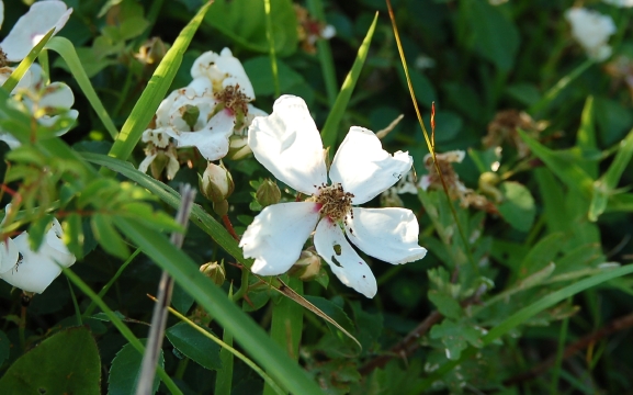 dsc_6916.jpg
