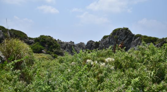 d55_0774.jpg